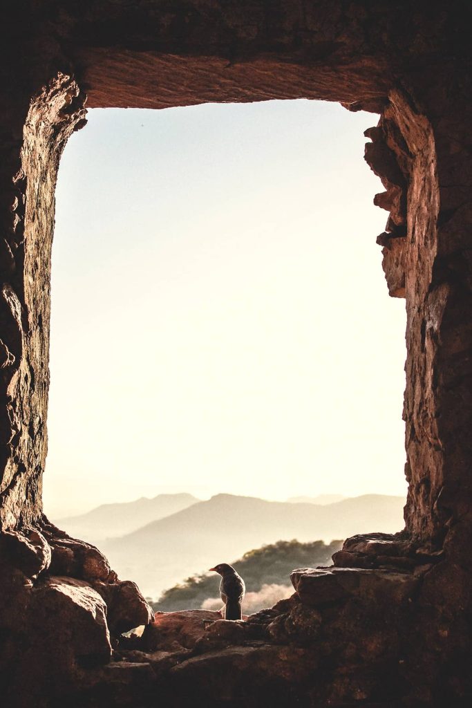 Bird in sunny rock window